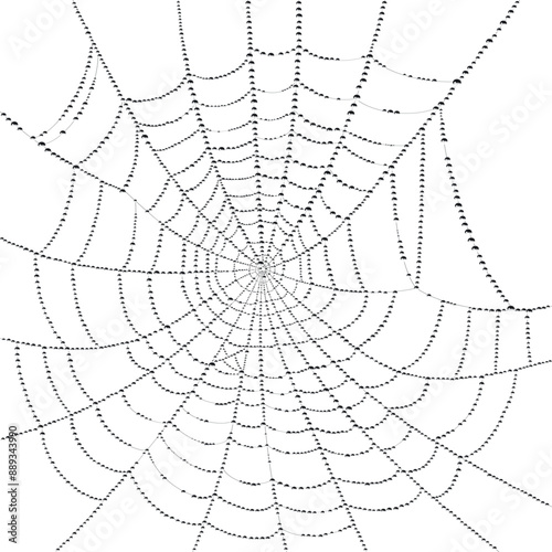 Realistic vector image of a spider web covered with dew drops.
