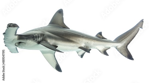 A hammerhead shark isolated on white