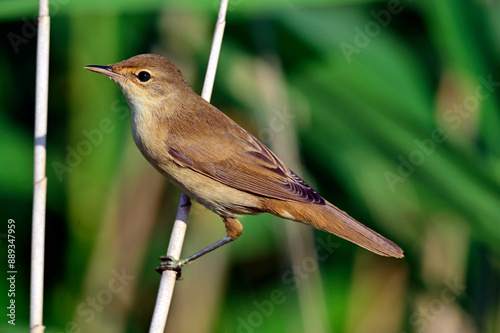 Teichrohrsänger // Common reed warbler (Acrocephalus scirpaceus) photo