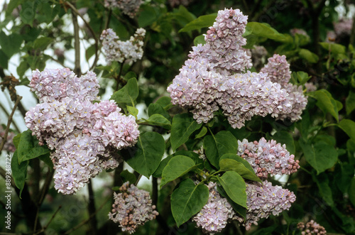 Syringa vulgaris 'Condorcet' , Lilas photo