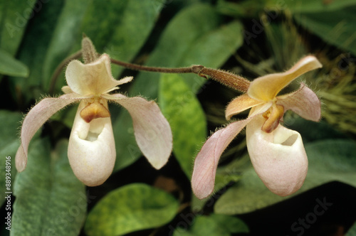 Paphiopedium, Sabot de venuse photo