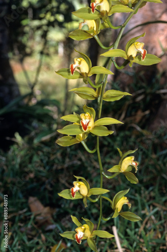 Angraecum expansum , Orchidée photo