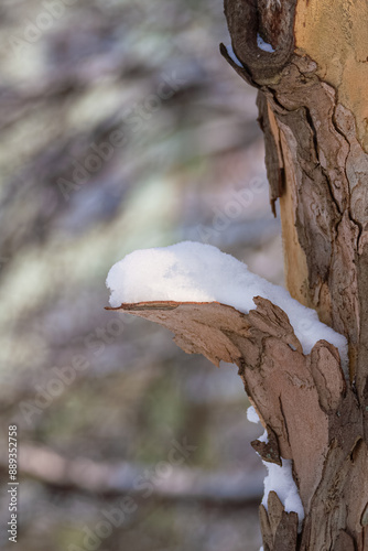 Winter bokeh