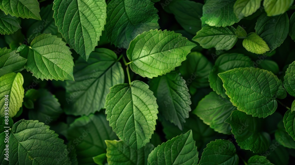Abstract green leaves texture providing a nature Abstract green leaves texture providing a nature