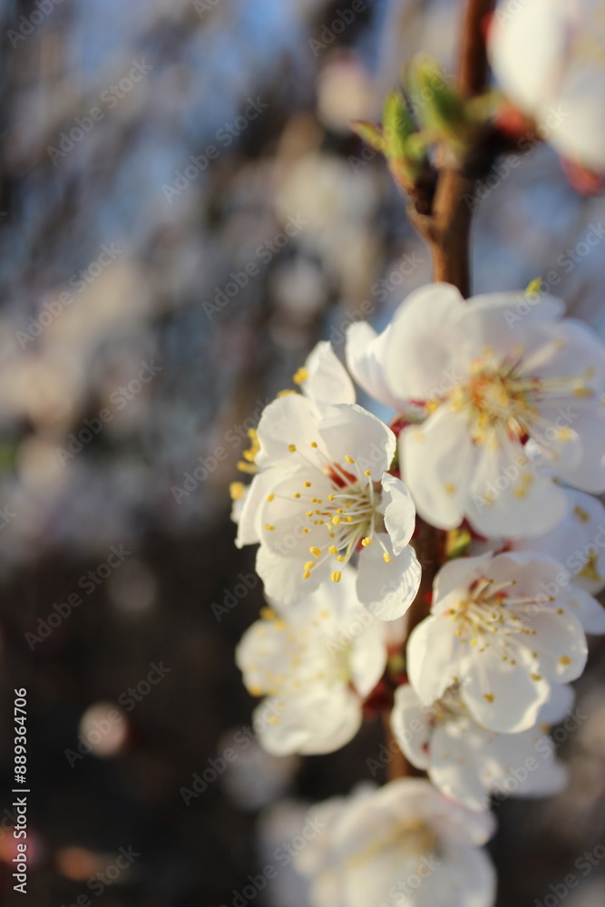 Close-up of a tree with white flowers on the branches and a blue sky in the background Close-up of a tree with white flowers on the branches and a blue sky in the background