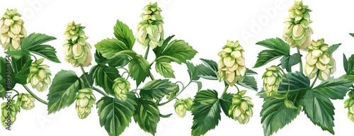 Hops herb plant for brewery of beer. vector simple illustration