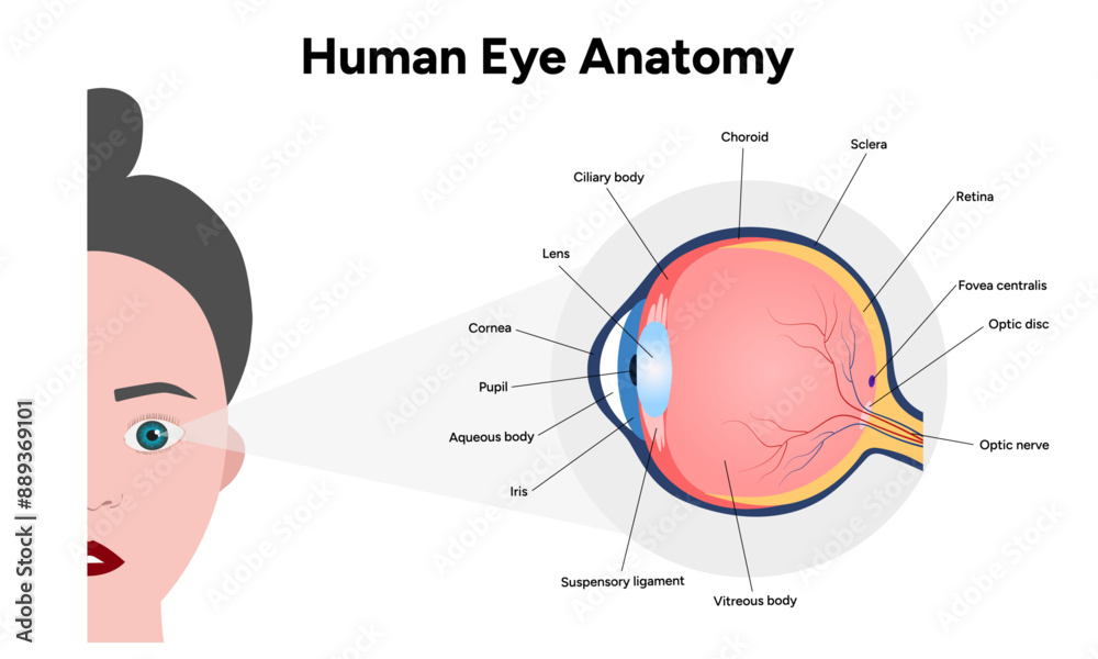 Obraz premium eHuman Eye Anatomy, medical illustration infographic