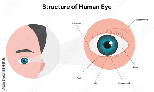 Human Eye Anatomy, medical illustration infographic