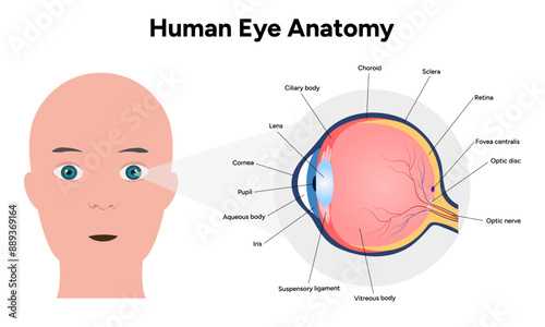 Human Eye Anatomy, medical illustration infographic