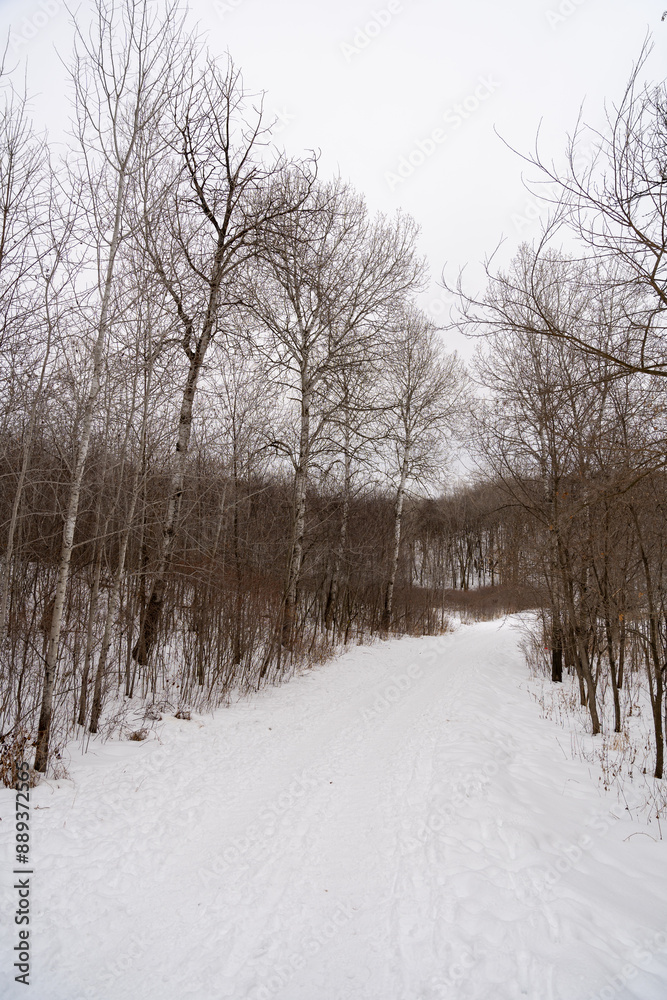A frozen view of snow and trees at a local Minnesota park in winter. A frozen view of snow and trees at a local Minnesota park in winter.