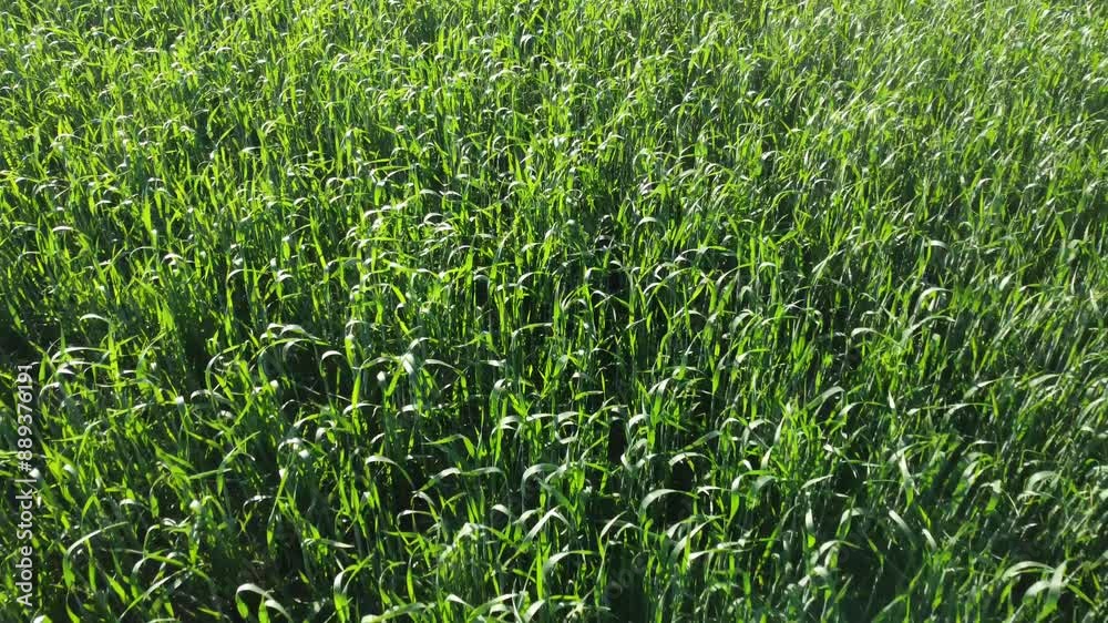 Aerial video of flying above a green field Aerial video of flying above a green field