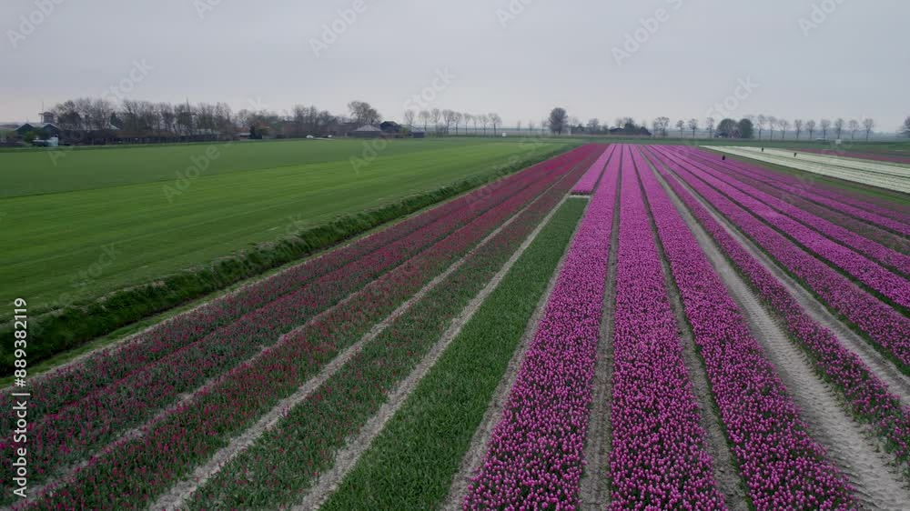 Aerial view of vibrant tulip fields in Ursem, North-Holland, Netherlands. Aerial view of vibrant tulip fields in Ursem, North-Holland, Netherlands.