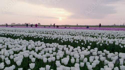 Aerial view of vibrant tulip fields in Keukenhof, North-Holland, Netherlands. photo