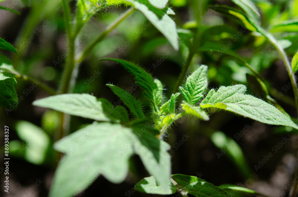 Seedlings of young tomatoes. Close-up of tomato leaves Seedlings of young tomatoes. Close-up of tomato leaves