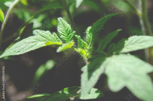 Seedlings of young tomatoes. Close-up of tomato leaves