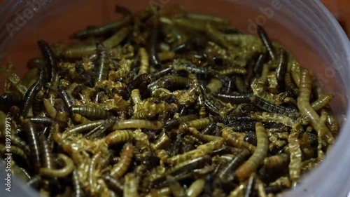 Video close-up, Tenebrio molitor hongkong caterpillar or MealWorm, a type of larva of the rice beetle Tenebrio molitor. photo