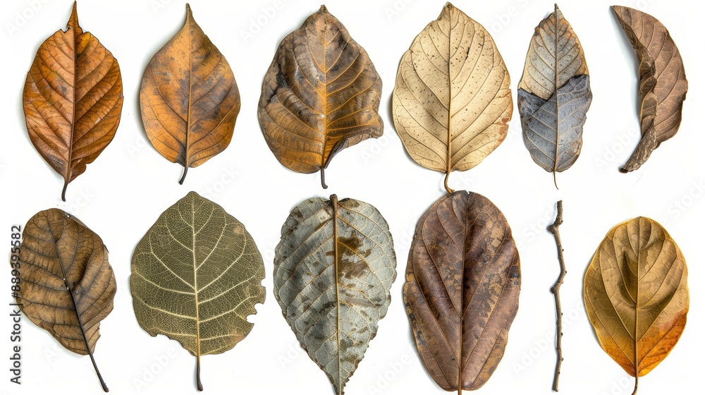 Obraz premium Tropical brown leaves collection isolated, various botanical specimens on transparent background