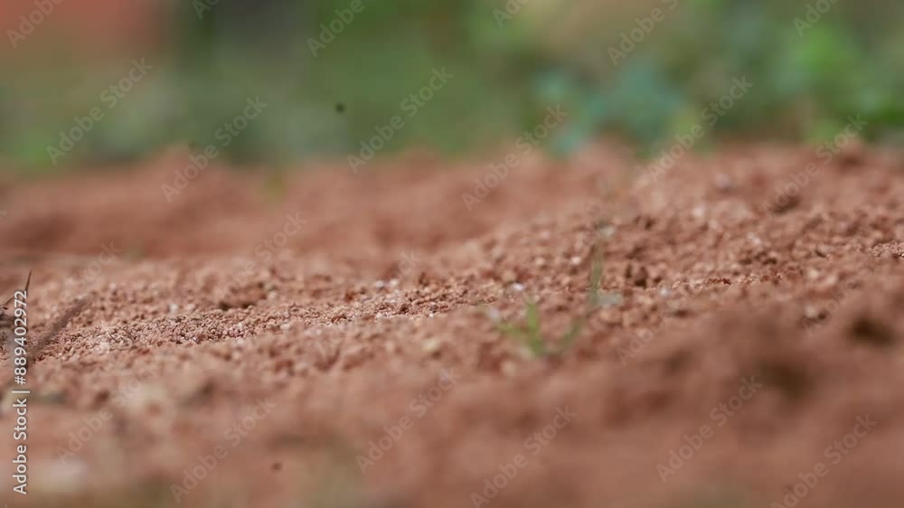 Formicidae, a colony of red ants that swarm around the nest. Formicidae, a colony of red ants that swarm around the nest.