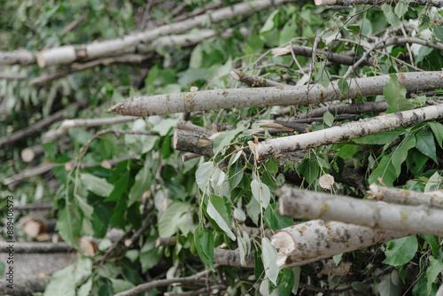 pile of felled branches lying on ground, deciduous trees, green leavesб tree care in city