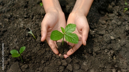 Hands Planting Small Seedling in Soil - Close-up of hands gently holding a young seedling being planted in rich, dark soil, symbolizing growth, sustainability, and the nurturing of nature. Ideal for c