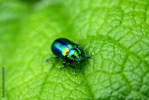 Prächtiger Blattkäfer, Goldglänzende Blattkäfer (Chrysolina fastuosa), Käfer, Insekt, glänzend, metallisch, green photo