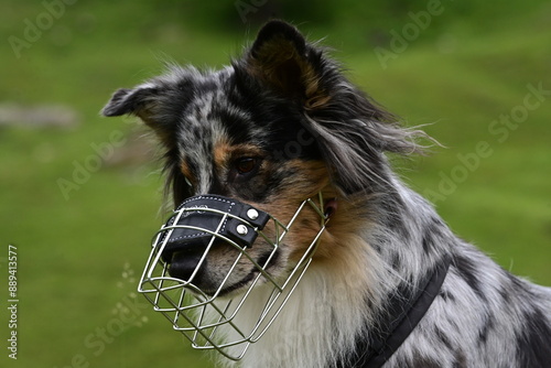 Schöner Hütehund mit Metallmaulkorb im Grünen
