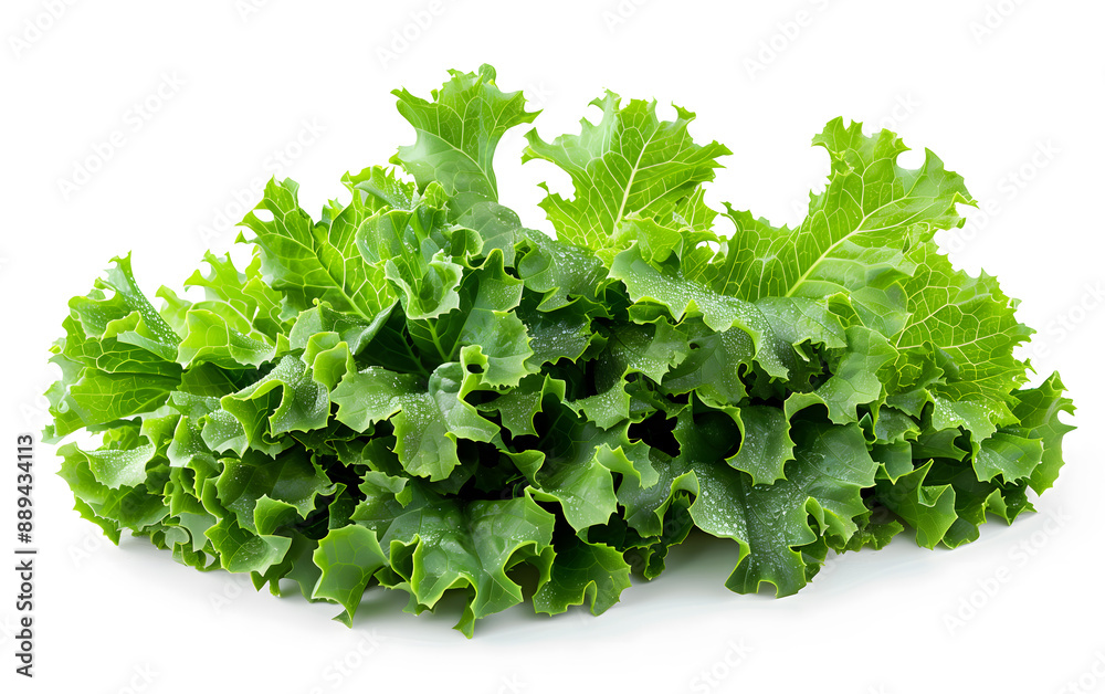 Obraz premium Fresh Green Lettuce Leaves Isolated on White Background
