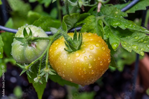 Two healthy, ripening tomatoes, covered in morning dew, are growing in a garden.
