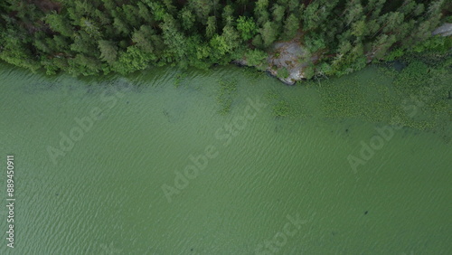 Cyanobacteria, also called Cyanobacteriota or Cyanophyta on a Littoinen lake in Finland photo