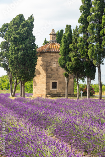 Lavender lines in Italy. Tuscany coutryside scenery landscape at sunset with sky and clouds. photo