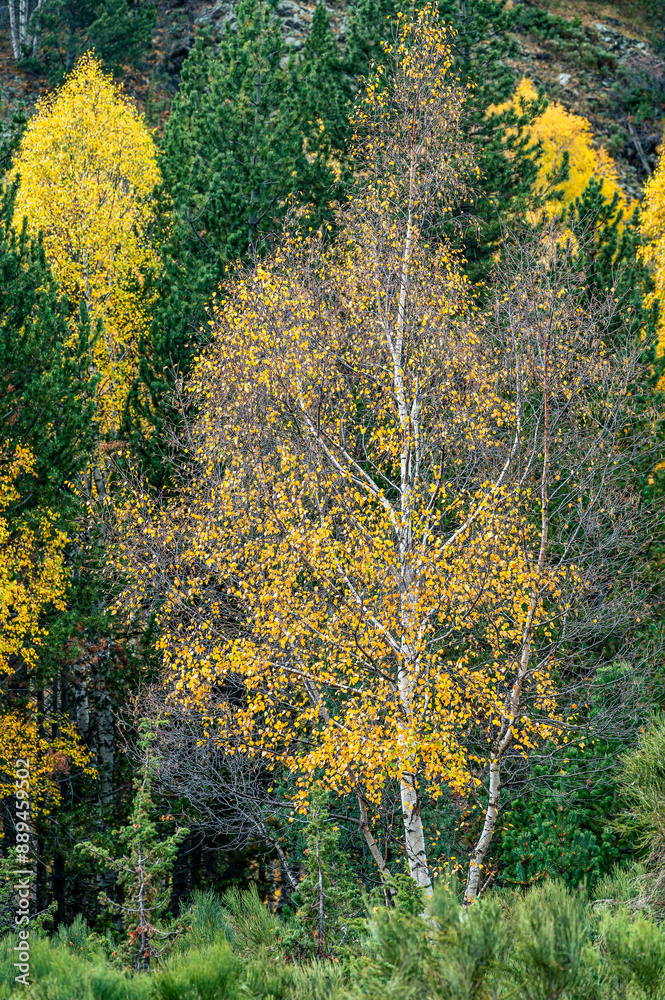 Fototapeta premium Yellow trees (autumn in the mountains)