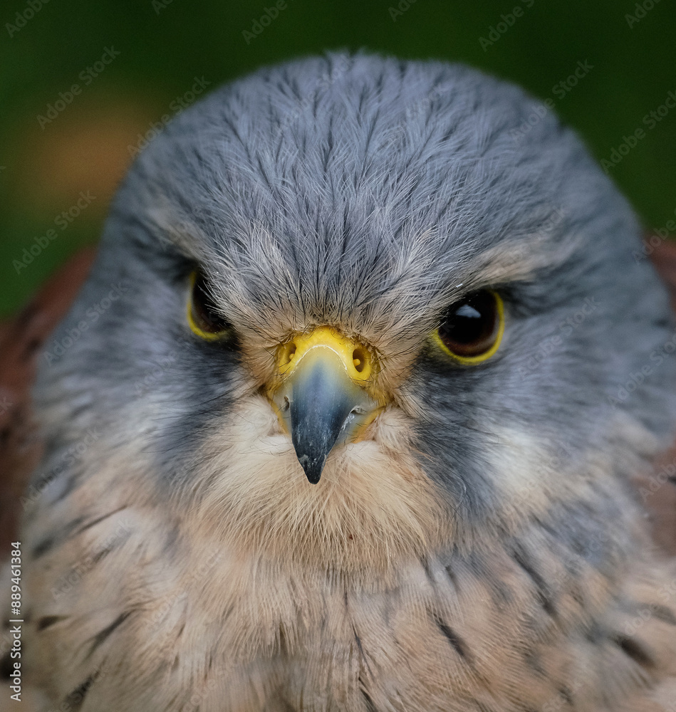 The term kestrel is the common name given to several species of predatory birds from the falcon genus Falco. The term kestrel is the common name given to several species of predatory birds from the falcon genus Falco.