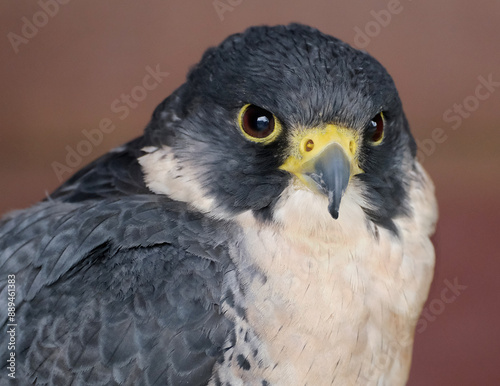 The peregrine falcon, also known simply as the peregrine, and historically as the duck hawk in North America, is a cosmopolitan bird of prey in the family Falconidae.