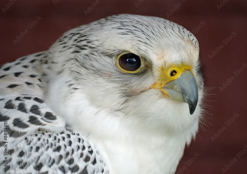 The gyrfalcon, the largest of the falcon genus, is a bird of prey. The abbreviation gyr is also used. The gyrfalcon, the largest of the falcon genus, is a bird of prey. The abbreviation gyr is also used.