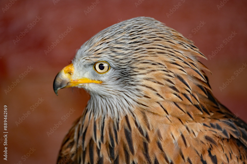 Naklejka premium The red kite is a medium-large bird of prey in the family Accipitridae, which also includes many other diurnal raptors such as eagles, buzzards, and harriers.