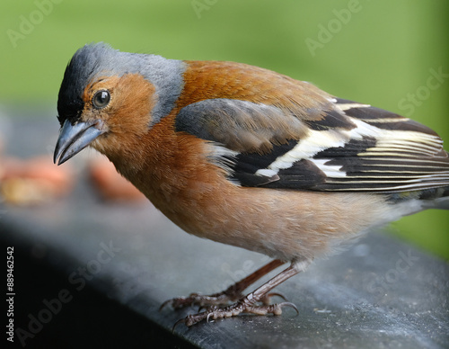 The Eurasian chaffinch, common chaffinch, or simply the chaffinch is a common and widespread small passerine bird in the finch family. This is a male.