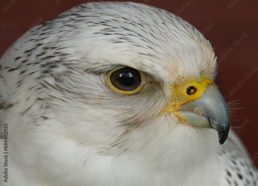 The gyrfalcon, the largest of the falcon genus, is a bird of prey. The abbreviation gyr is also used. The gyrfalcon, the largest of the falcon genus, is a bird of prey. The abbreviation gyr is also used.