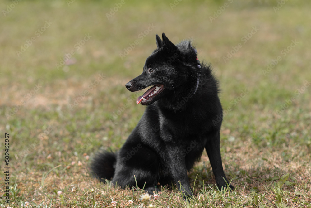black schipperke dog sitting on lawn with green grass in sunny summer day, dogwalking concept black schipperke dog sitting on lawn with green grass in sunny summer day, dogwalking concept