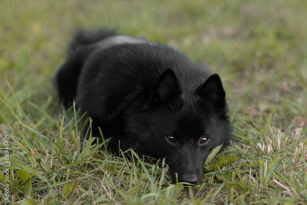 black schipperke dog lying on lawn with green grass in sunny summer day, dogwalking concept black schipperke dog lying on lawn with green grass in sunny summer day, dogwalking concept