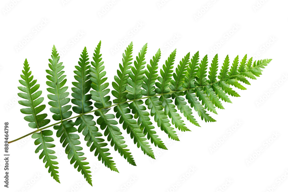 Close-up of a Fern Frond