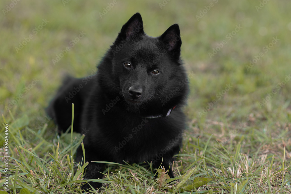 black schipperke dog lying on lawn with green grass in sunny summer day, dogwalking concept