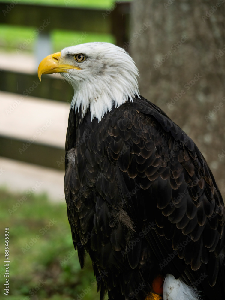 Bald eagle from Cabárceno Park in Cantabria (Spain) Bald eagle from Cabárceno Park in Cantabria (Spain)