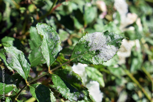 Fungal disease Powdery mildew on rose leaves