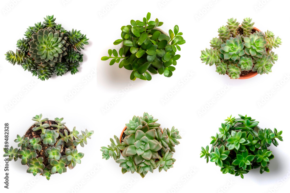 High-Resolution PNG Pack of 6 Decorative and Aromatic Plant Seedlings Images - Beautifully Captured Herb and Flower Sprouts for Gardens, Home Decor, and Botanical Projects High-Resolution PNG Pack of 6 Decorative and Aromatic Plant Seedlings Images - Beautifully Captured Herb and Flower Sprouts for Gardens, Home Decor, and Botanical Projects