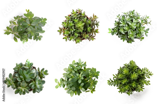 High-Resolution PNG Pack of 6 Decorative and Aromatic Plant Seedlings Images - Beautifully Captured Herb and Flower Sprouts for Gardens, Home Decor, and Botanical Projects