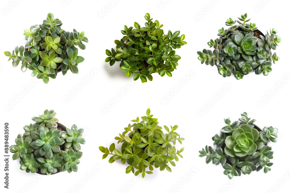 Obraz premium High-Resolution PNG Pack of 6 Decorative and Aromatic Plant Seedlings Images - Beautifully Captured Herb and Flower Sprouts for Gardens, Home Decor, and Botanical Projects