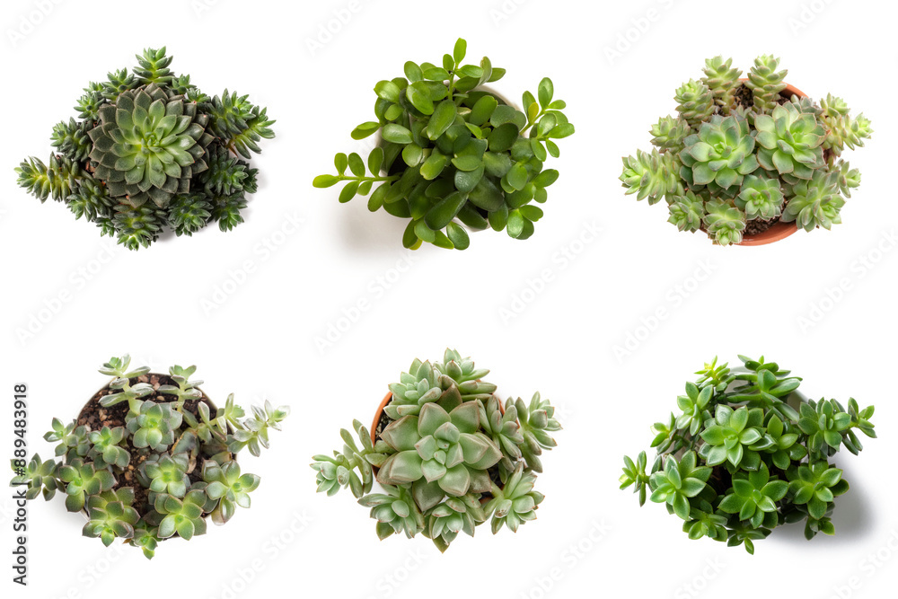High-Resolution PNG Pack of 6 Decorative and Aromatic Plant Seedlings Images - Beautifully Captured Herb and Flower Sprouts for Gardens, Home Decor, and Botanical Projects High-Resolution PNG Pack of 6 Decorative and Aromatic Plant Seedlings Images - Beautifully Captured Herb and Flower Sprouts for Gardens, Home Decor, and Botanical Projects