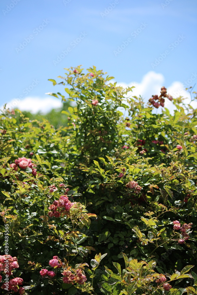 bush with flowers bush with flowers