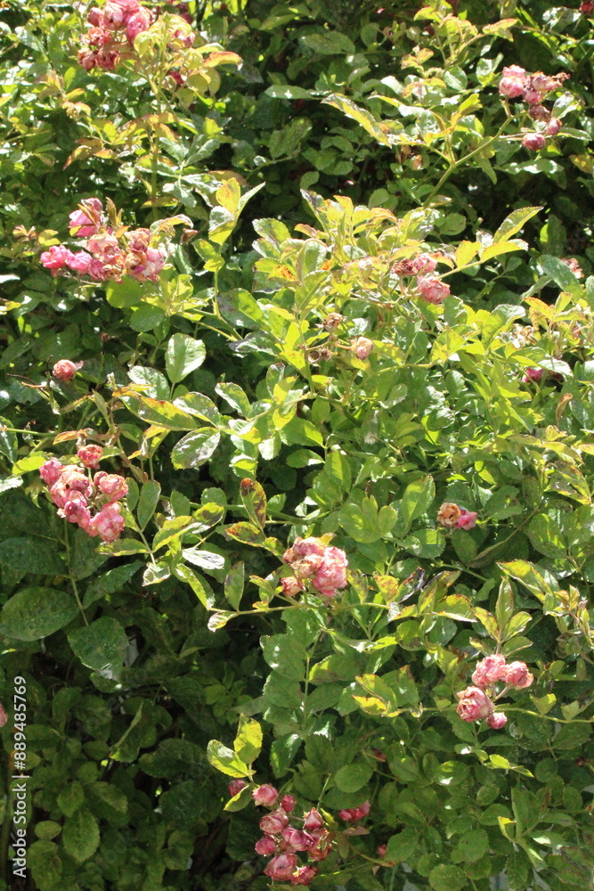 Obraz premium bush with pink flowers
