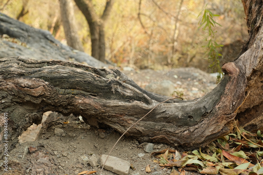 roots of a tree shallow background roots of a tree shallow background